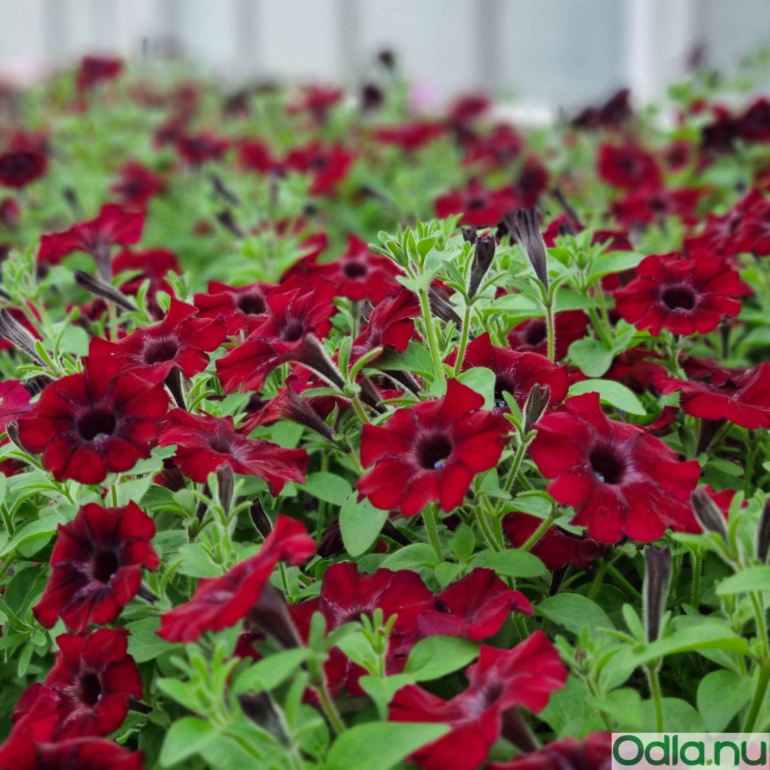 petunia-chocolina-105cm-kruka-2