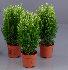 jul-en-delcypress-snow-white-105cm-kruka-1