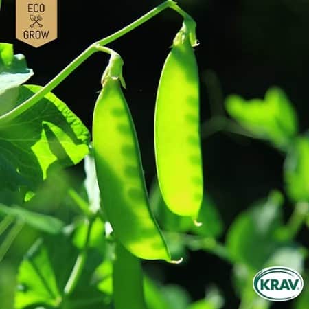 sockerrt-heraut-krav-mrkt-1