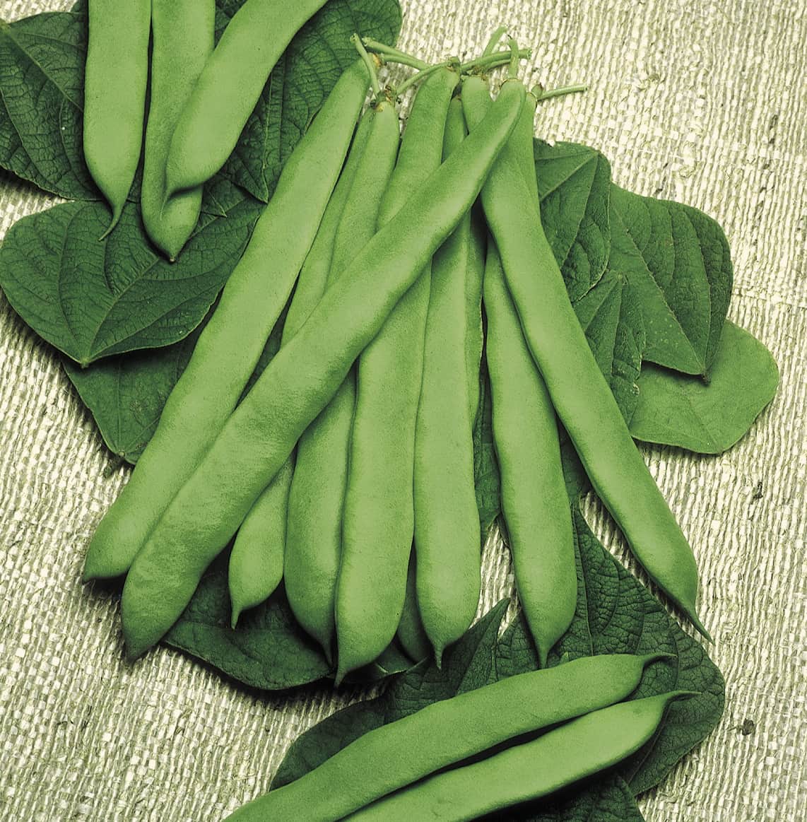 skrbna-busk-baroma-yrkesodlarfr-1