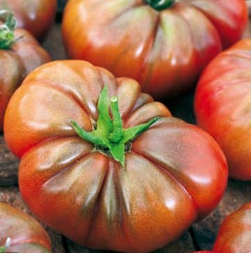 tomat-noir-de-crimee-105cm-kruka-1