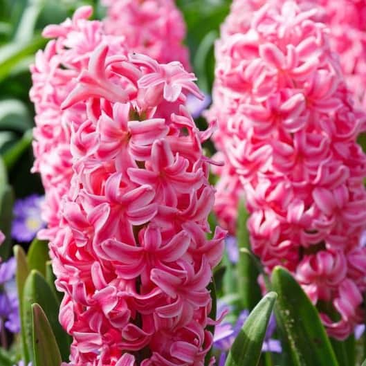 hyacint-pink-pearl-5st-1