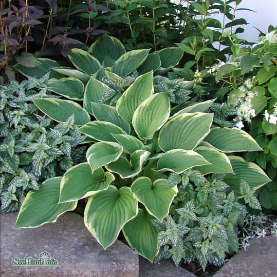 hosta-blomsterfunkia-aureomarginata-17-cm-kru-1