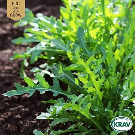 rucola-sandsenap-common-krav-mrkt-1