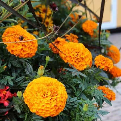 stor-tagetes-lady-orange-9cm-kruka-1