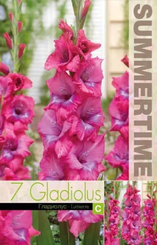 gladiolus-lumierre-7st-1