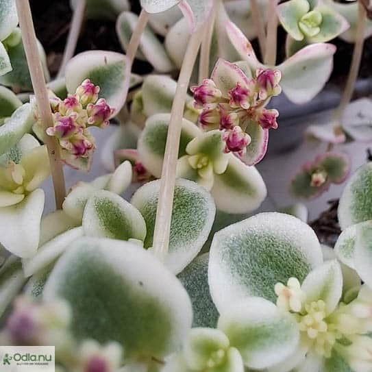 sedum-little-missy-12cm-kruka-2