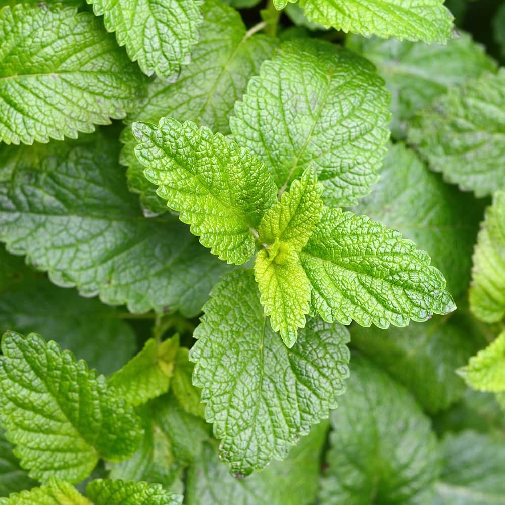 citronmynta-lemon-fresh-105cm-kruka-3