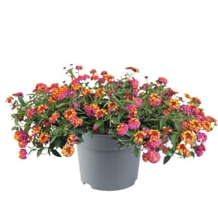 eldkrona-passionfruit-105cm-kruka-1