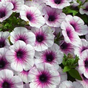 petunia-capella-purple-vein-105cm-kruka-1