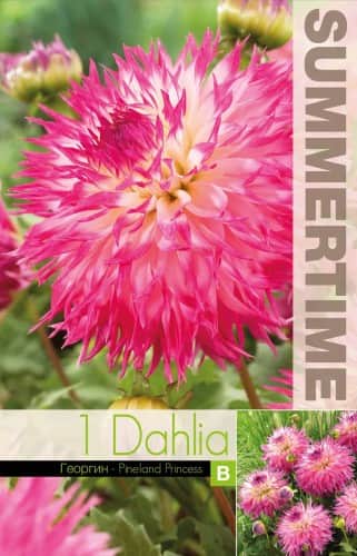 kaktus-dahlia-pinelands-princess-1st-1
