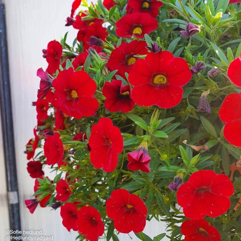 minipetunia-million-bells-bright-red-12cm-kru-1