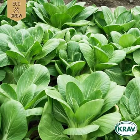 pak-choi-white-celery-mustard-krav-mrkt-1