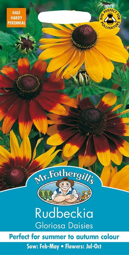 sommarrudbeckia-gloriosa-daisies-1