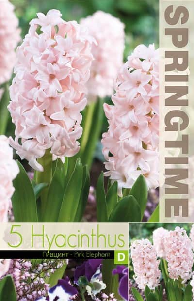 hyacint-pink-elephant-5st-3