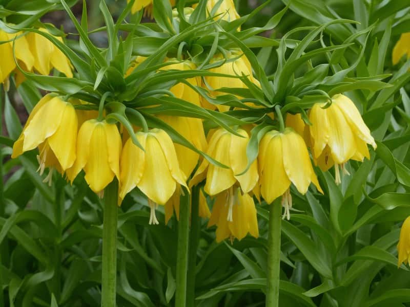 kejsarkrona-lutea-1st-3