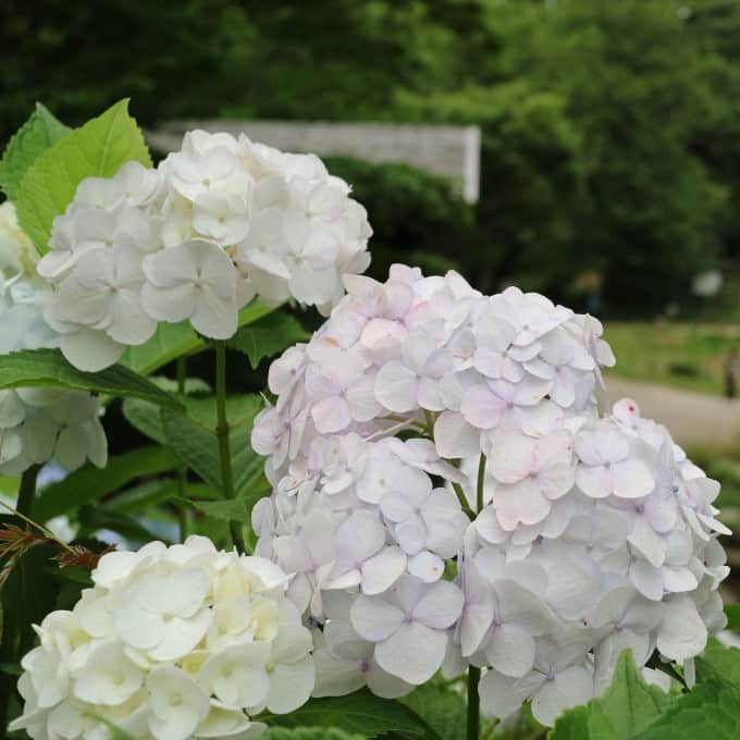 hortensia-endless-summer-the-bride-5-l-2