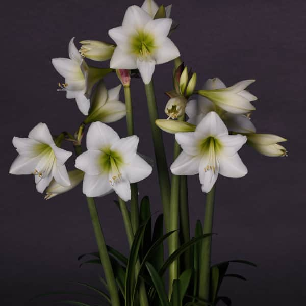 amaryllis-white-garden-1st-1