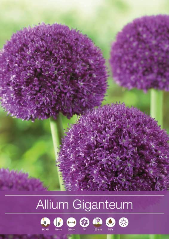 allium-prydnadslk-giganteum-1st-2