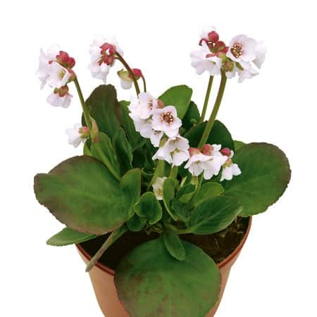 bergenia-harzkristall-12cm-kruka-1