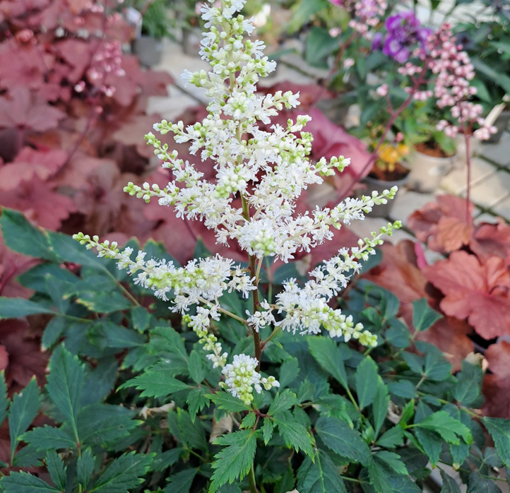 astilbe-astary-white-17cm-kruka-1