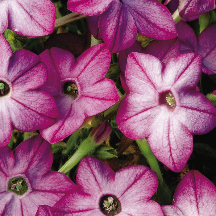 blomstertobak-saratoga-purple-bicolor-105cm-k-1