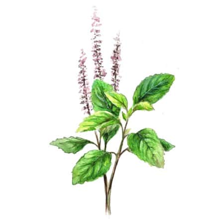 basilika-helig-tulsi-1