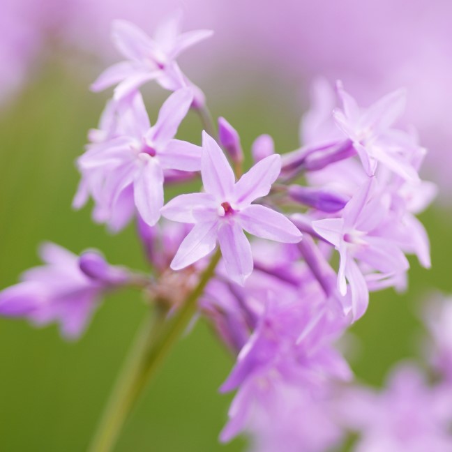 Tulbaghia ’Silver Lace’ 9cm kruka