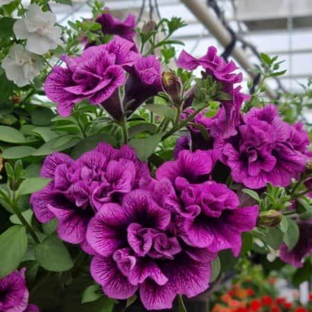 petunia-sugar-plum-105cm-kruka-1
