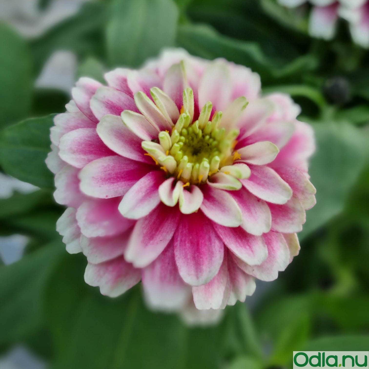 Köp Zinnia ‘Double Zahara Raspberry Ripple’ 10,5cm kruka ho | Odla.nu