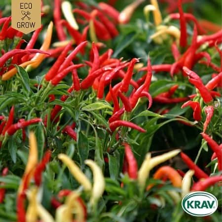 spansk-peppar-poupila-krav-mrkt-1