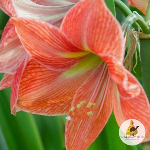 amaryllis-terra-cotta-star-1st-2