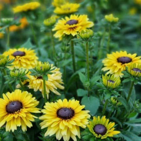 sommarrudbeckia-rudy-double-yellow-lemon---3-1