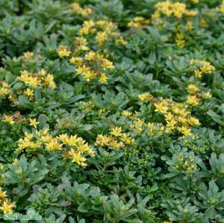 smaragdfetblad-sedum-gold-12cm-kruka-1