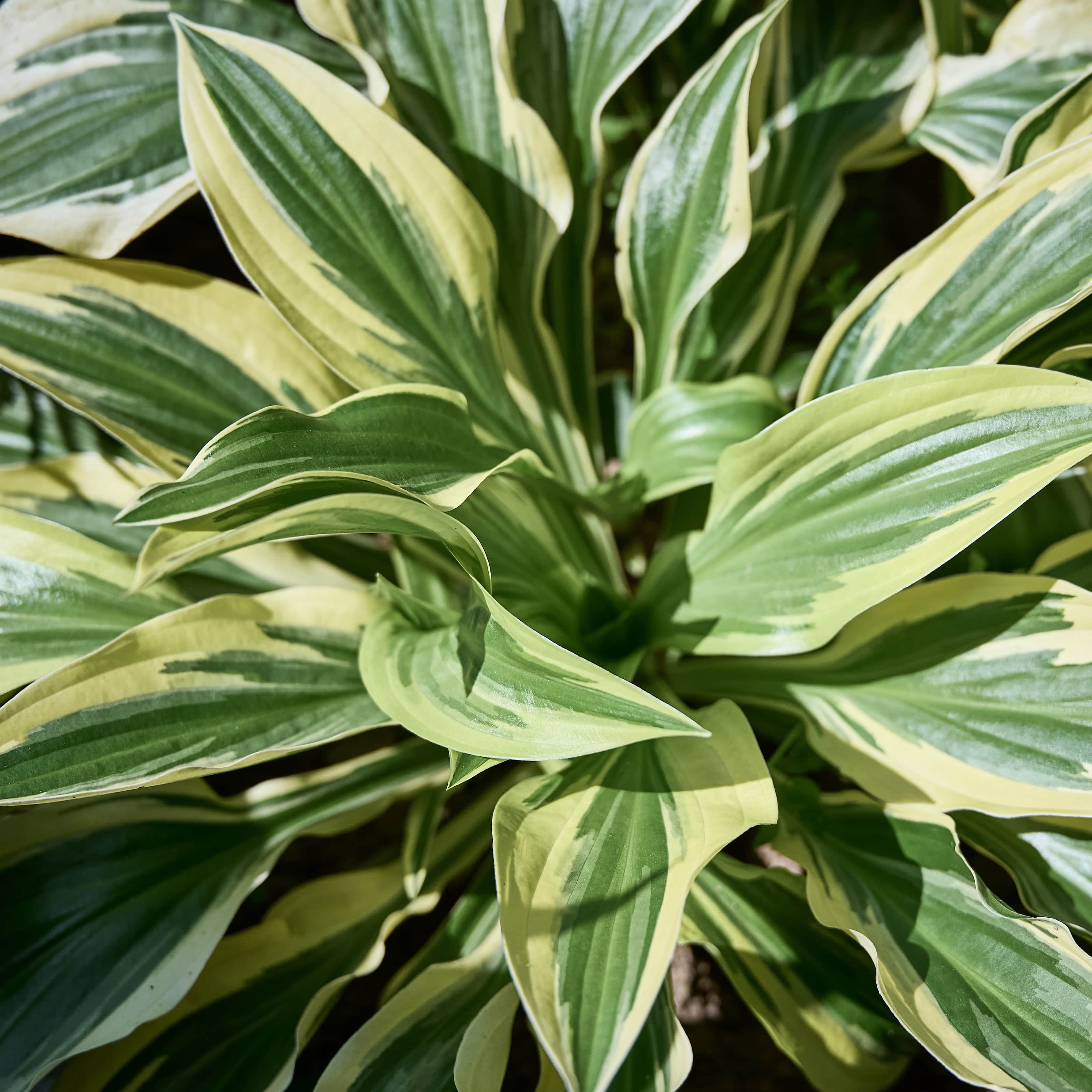hosta-lakeside-dragonfly-1st-barrotad-1