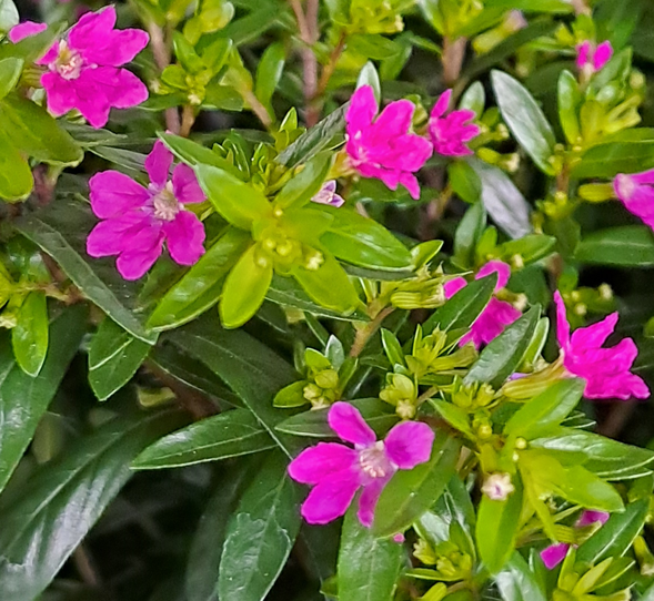 isopskufea-pink-105cm-kruka-1