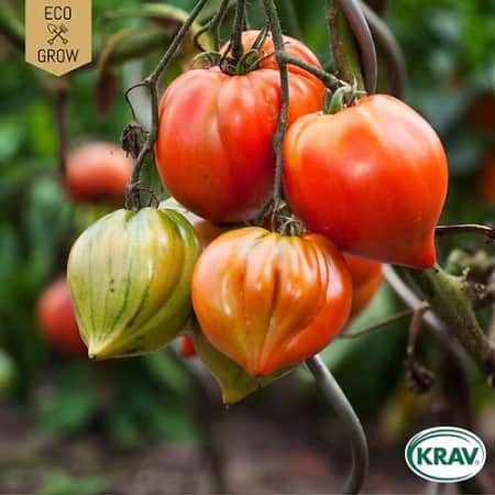 tomat-corao-de-boi-riscado-krav-mrkt-1