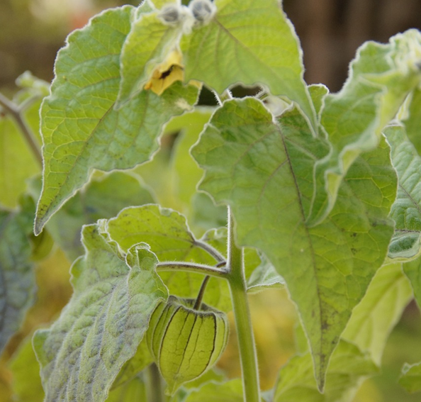 kapkrusbr-physalis-pruinosa-11cm-kruka-2