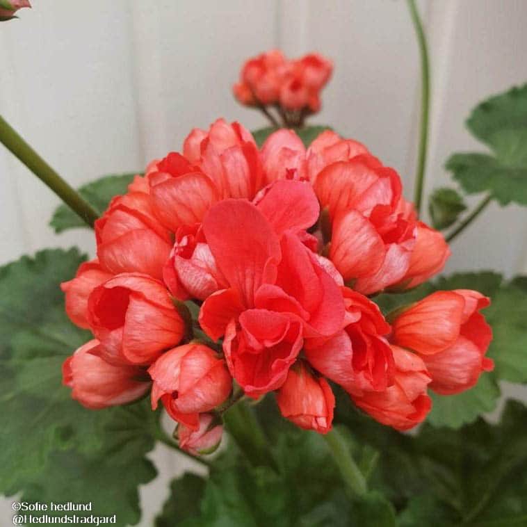 tulpanpelargon-red-pandora-12cm-kruka-1