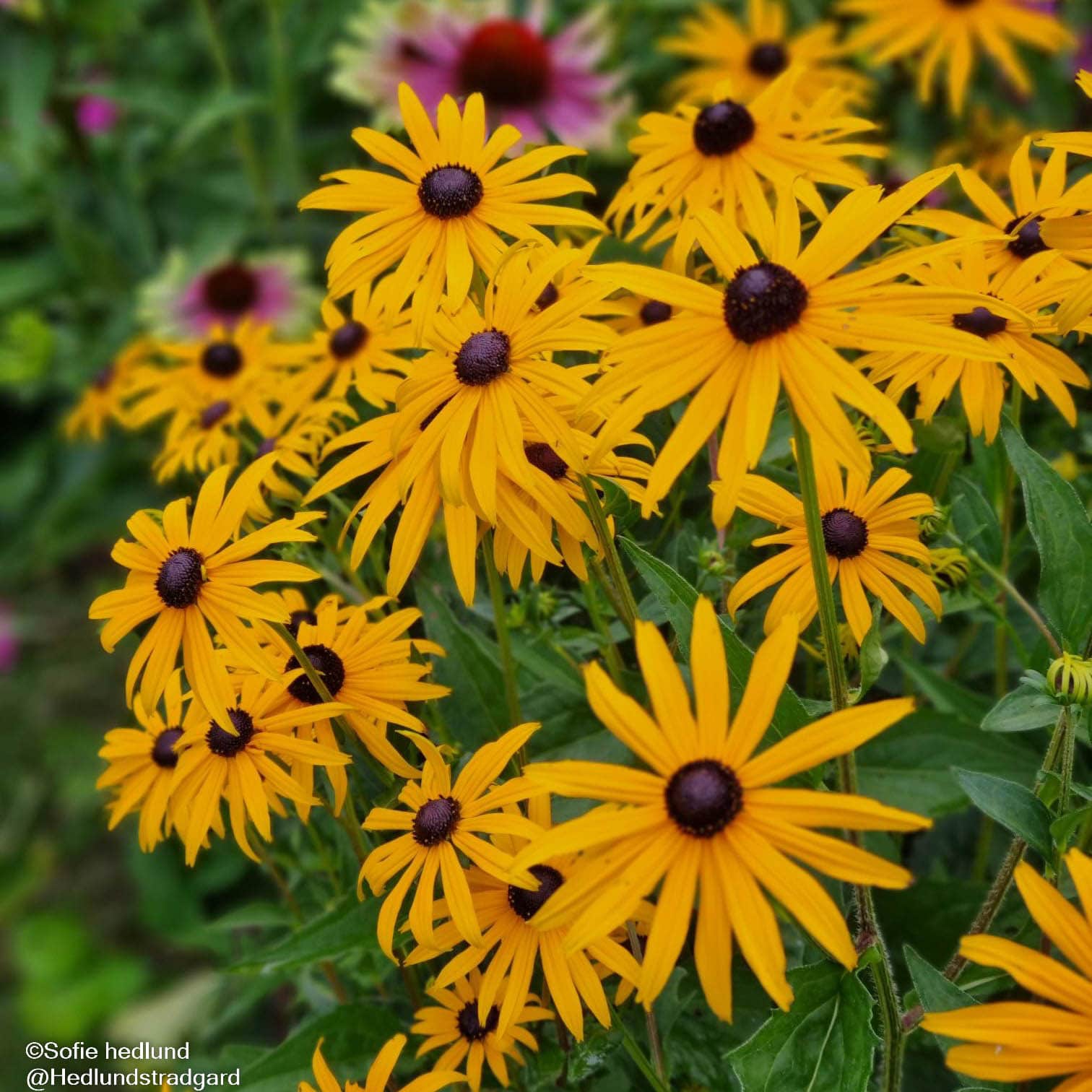 strlrudbeckia-goldsturm-9cm-kruka-1