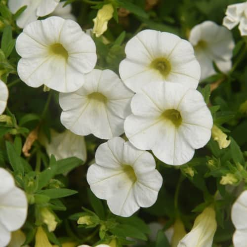 minipetunia-aloha-classic-white---3-plantor-1