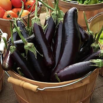 balkongaubergine-molongio-105cm-kruka-1