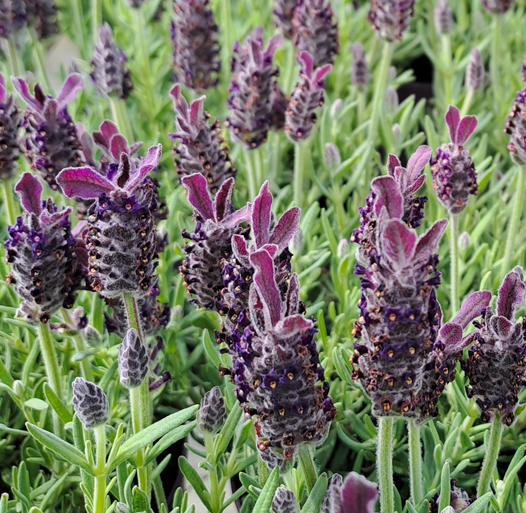 skrmlavendel-anouk-purple-105cm-kruka-1