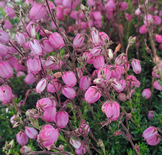 irlndsk-klockljung-rosa-11cm-kruka-1