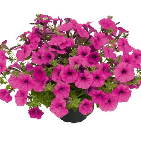 petunia-vista-pure-raspberry---3-plantor-1
