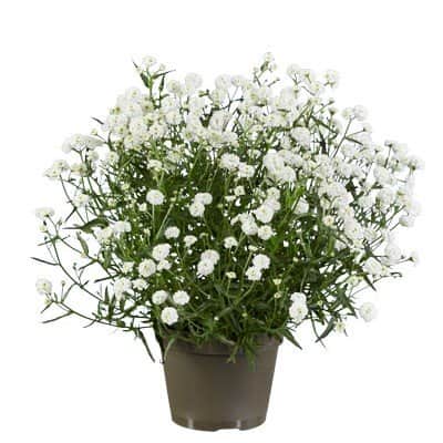 vitpytta-diadem-12cm-kruka-1