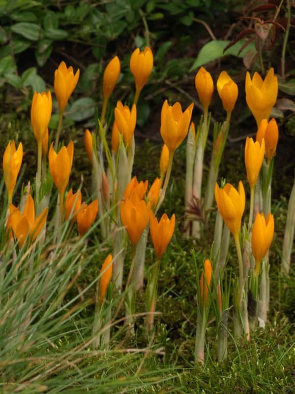 krokus-botanisk-orange-monarch-15st-1