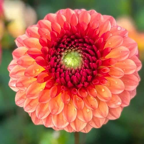 boll-dahlia-bonanza-1st-2