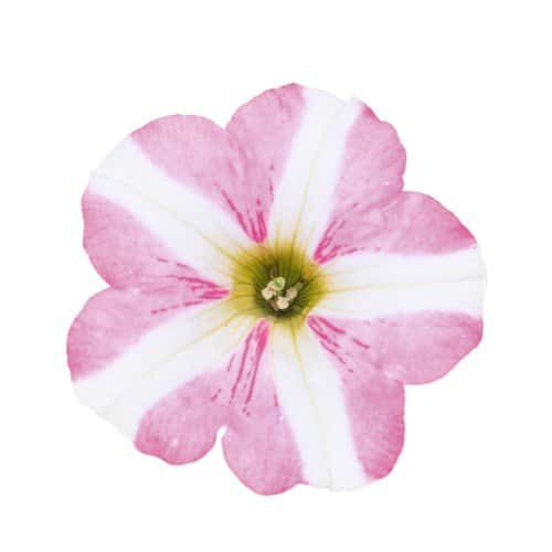 petunia-peppy-rose---3-plantor-1