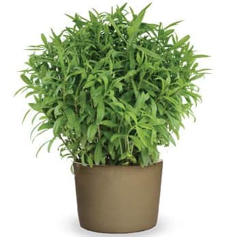 glanstagetes-4-seasons-tarragon-105cm-kruka-1